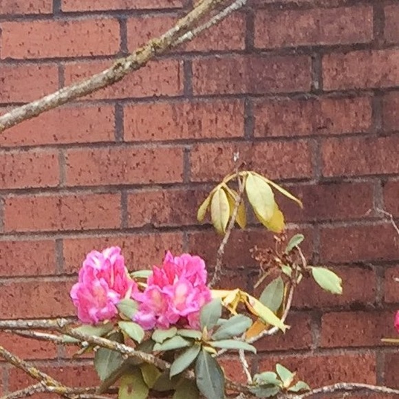 Meet your Posher, Tox - Picture 1 of 1